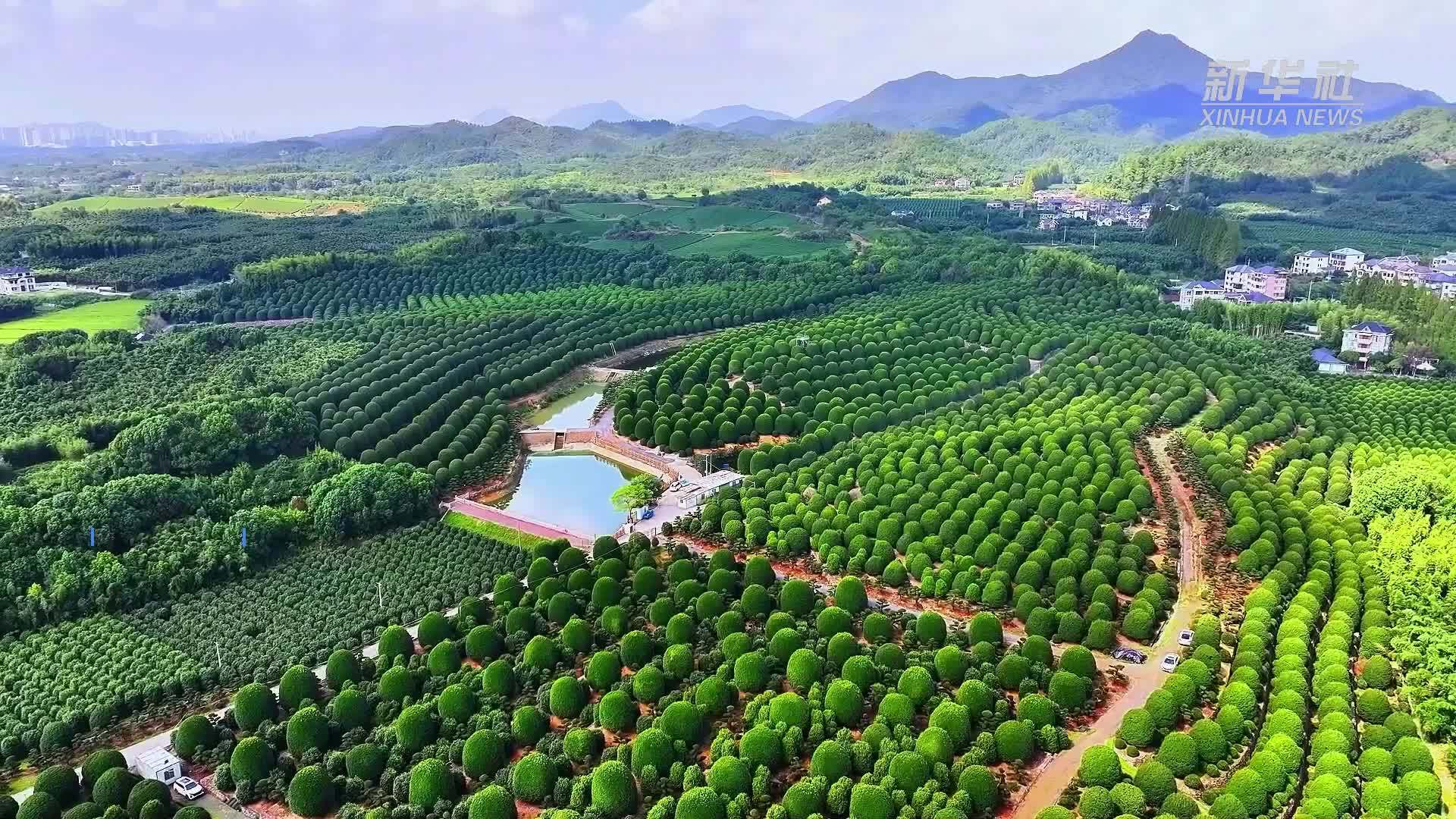 杭州余杭：桂博园展静谧画卷