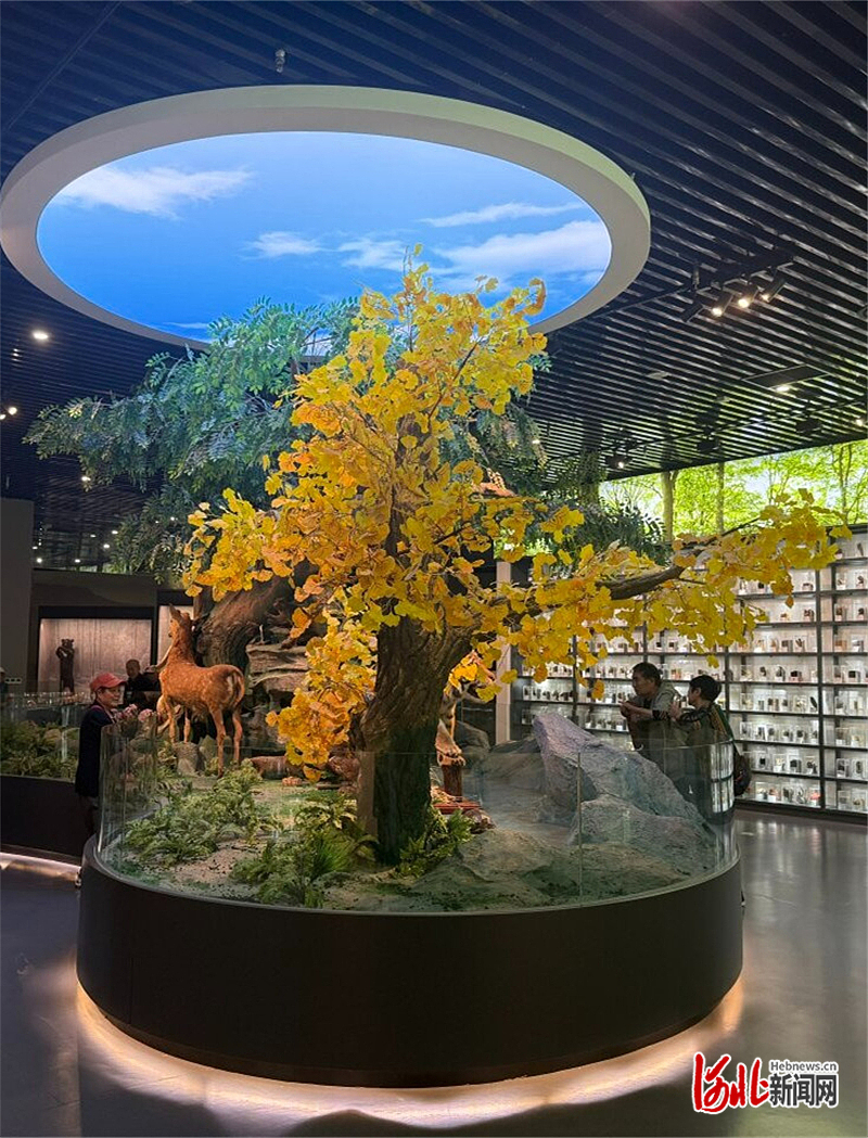 9月23日拍摄的安国中医药文化博物馆中药材标本展厅。 贾宗霖摄