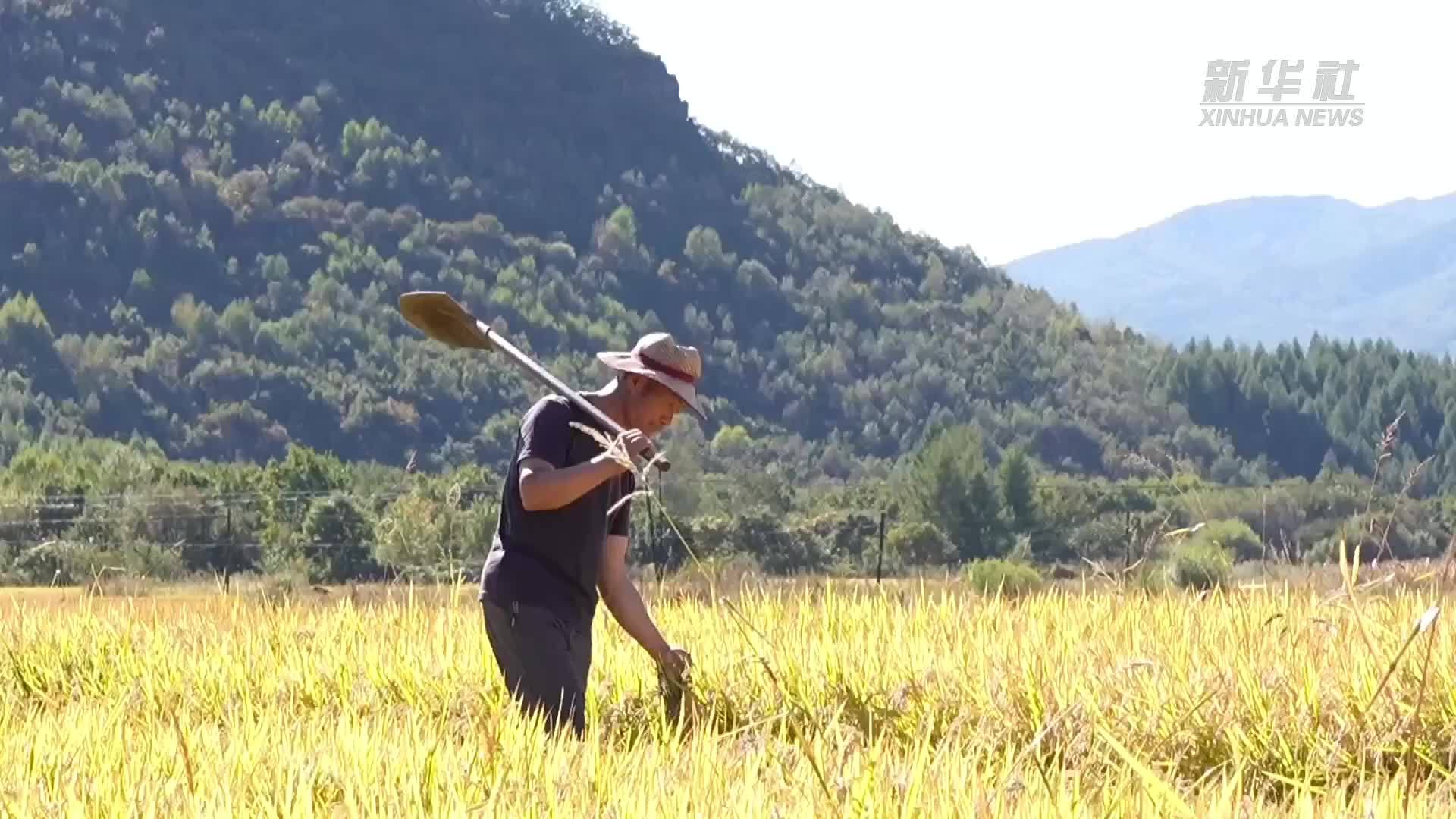图们江畔：引水上山 稻兴边疆