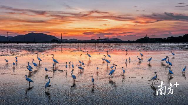 日落时分的广东中山南朗镇崖口村,白鹭立滩涂,晚霞染天际,自然绘就绝美共生画 。南方+拍客 梁嘉俊 摄