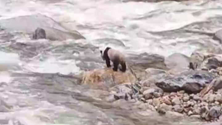 游客在陕西龙吟峡偶遇大熊猫过河，景区：系纯野生秦岭大熊猫，今年首次发现