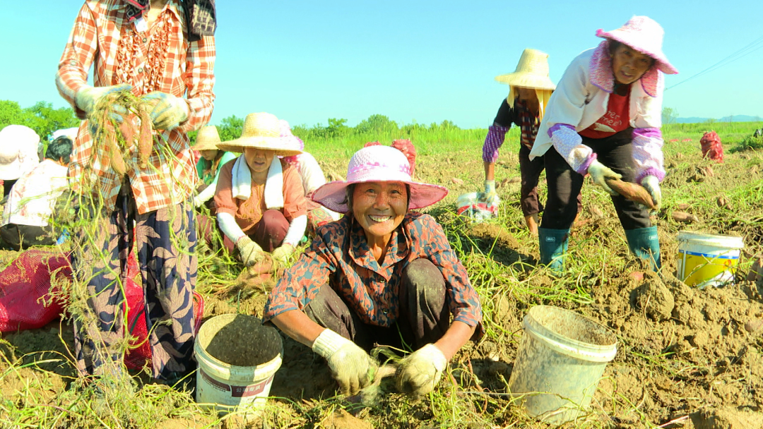 鲈鱼住上“净化房”、紫薯变身“摇钱树” 崇仁县让村民腰包更鼓