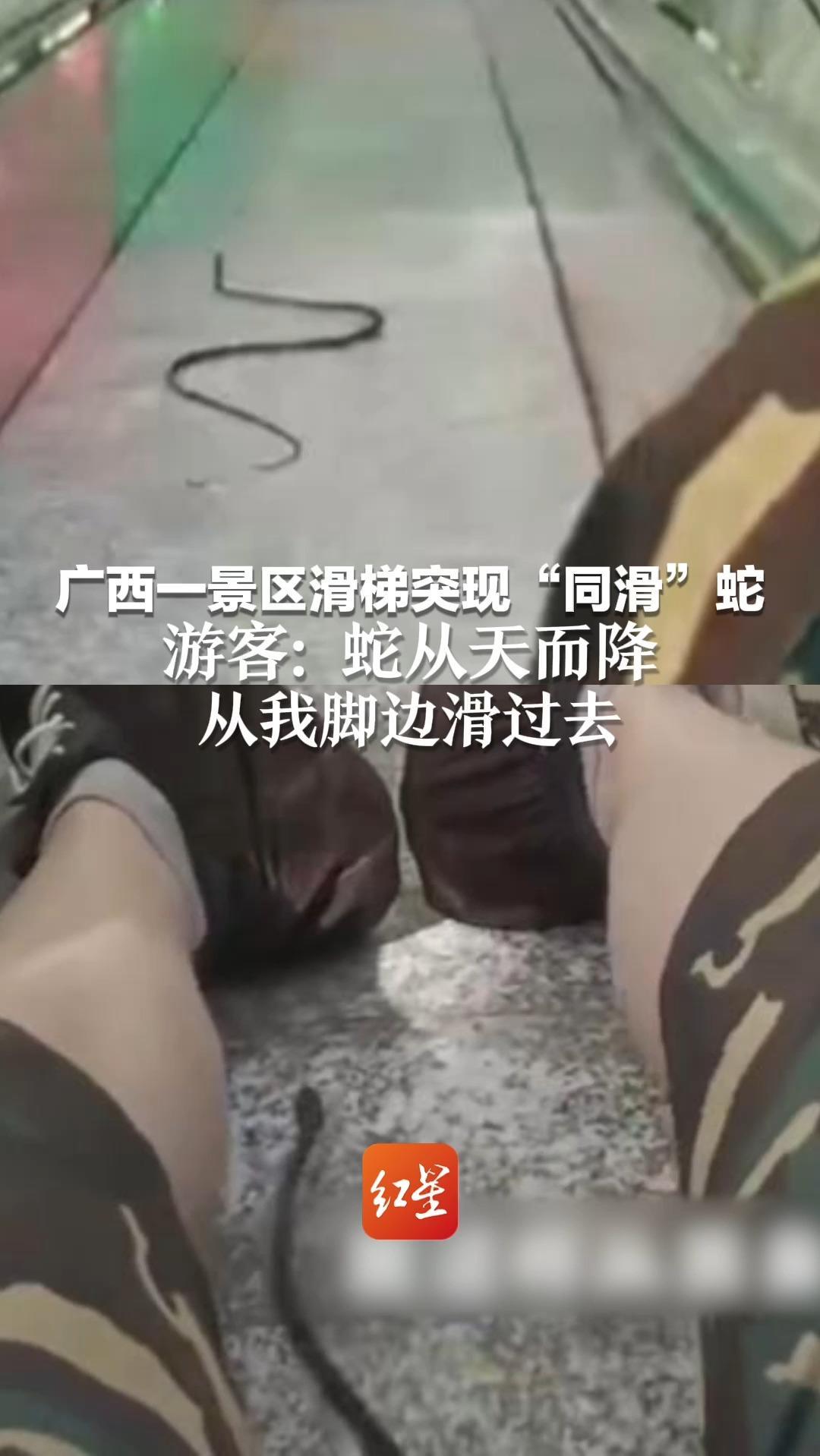 “啊 有蛇 蛇下去了！”广西一景区滑梯突现“同滑”蛇 游客：蛇从天而降 从我脚边滑过去