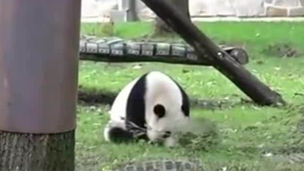 美国政府停摆波及国家动物园，熊猫成焦点