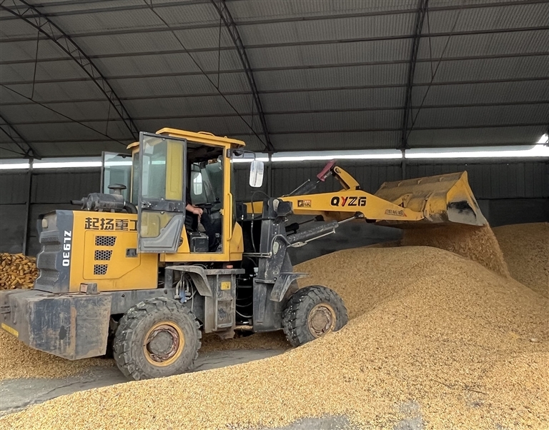 10月10日，郏县润田小麦种植专业合作社仓库内，工作人员正对收购的玉米进行装卸、整理。 记者 刘一洁 摄