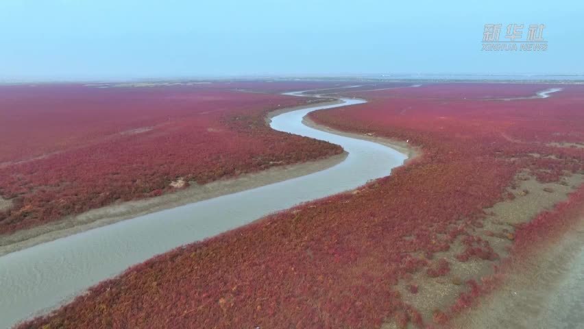 接海连天红一片 国庆假期赏红滩