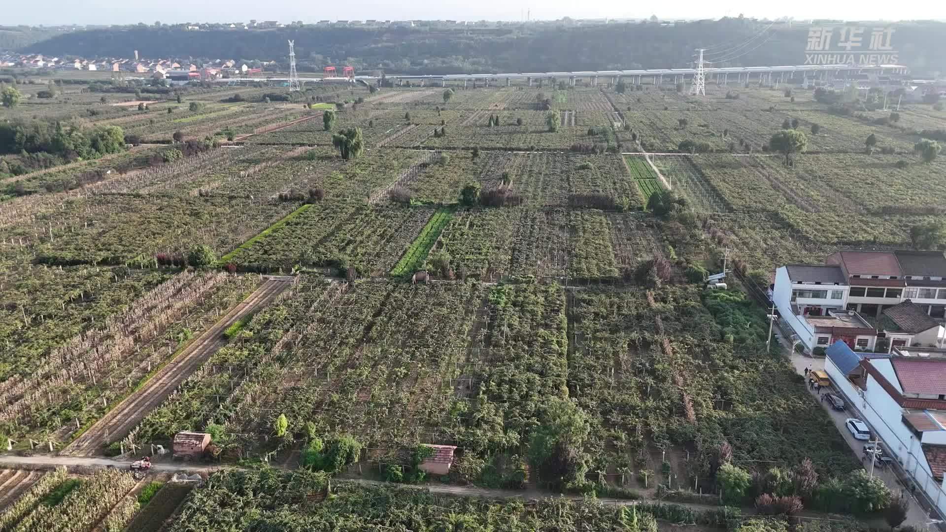 陕西周至：猕猴桃挂满枝头迎丰收