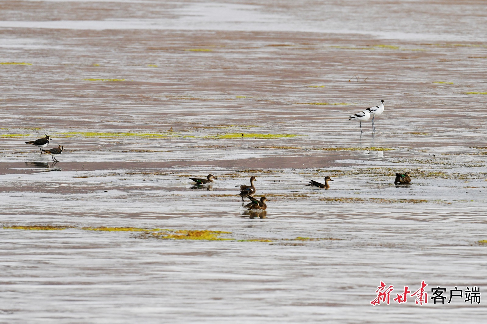 候鸟盐池湾国际重要湿地栖息 本文图片均由新甘肃·甘肃日报通讯员色拥军摄