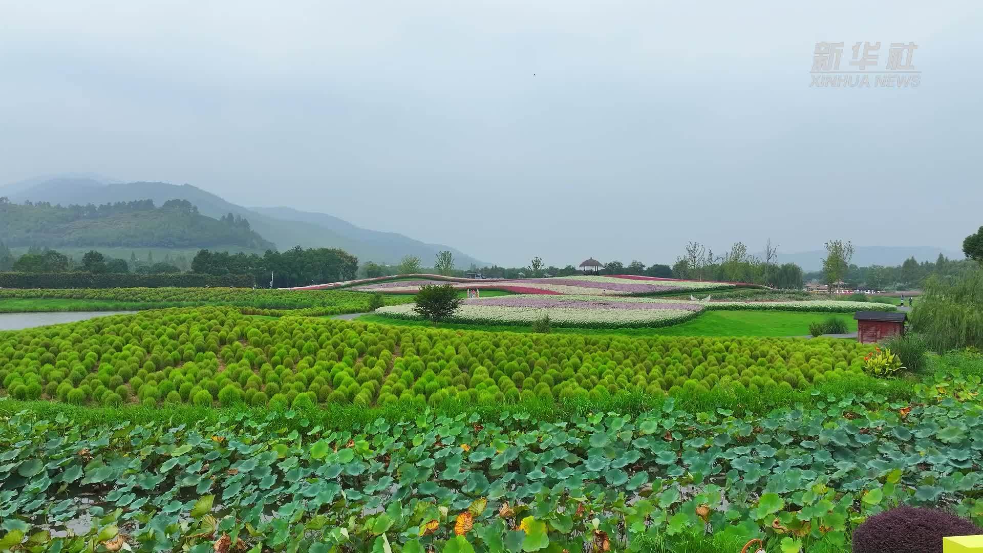 杭州余杭径山花海：奏响秋日自然交响诗