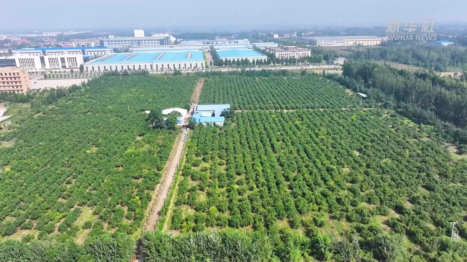 千城胜景｜金秋紫枣飘香满园