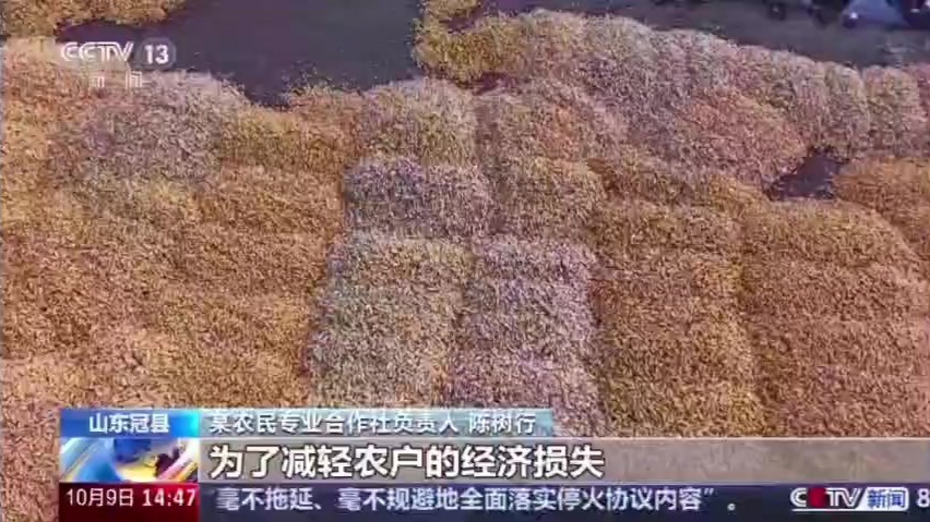 山东冠县：应对连续阴雨天气　打响秋粮“抢烘保卫战”