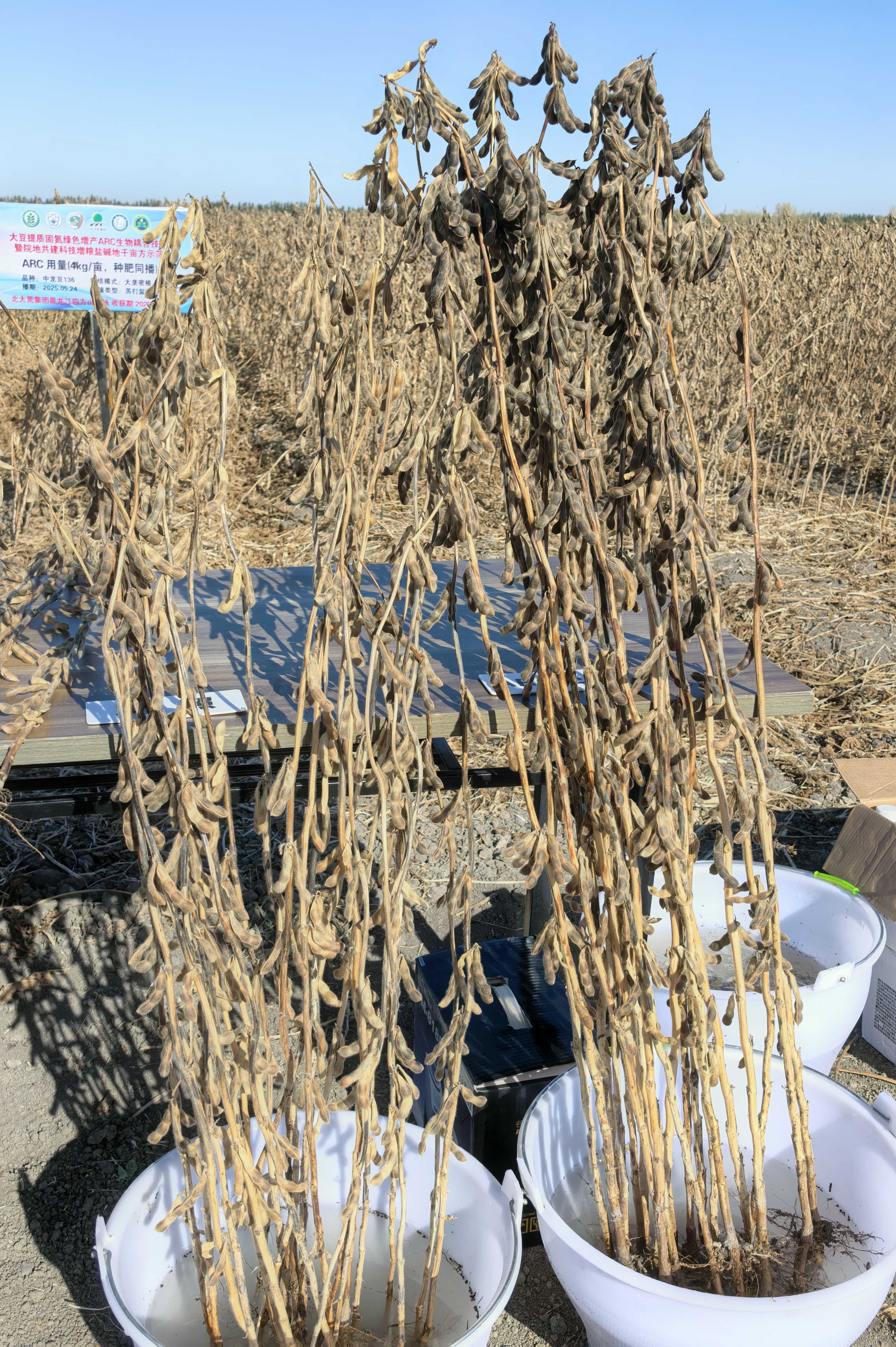 施用大豆ARC生物耦合技术的大豆性状表现(右侧)与常规大豆对比明显