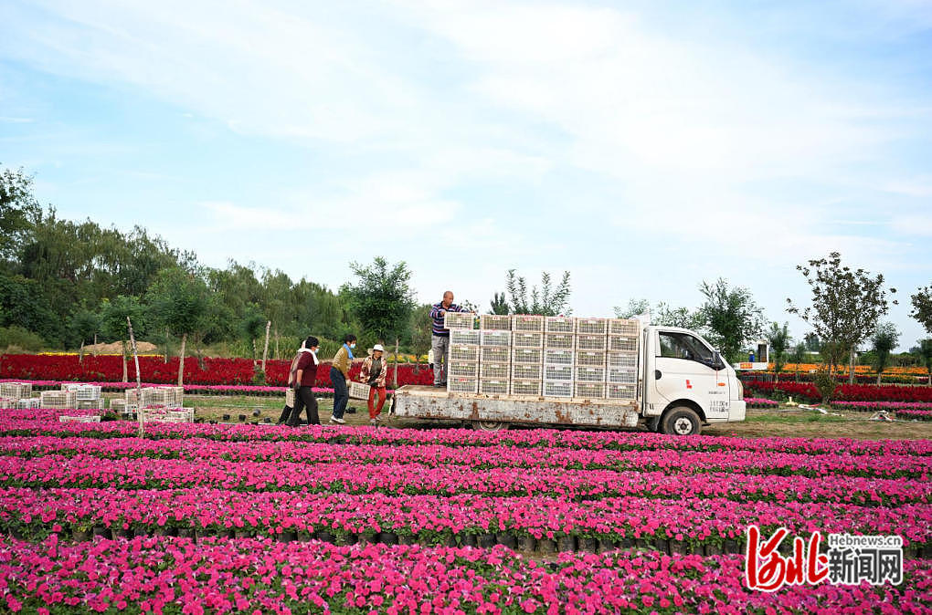 9月20日，在邢台市南和区鑫茂花卉苗木场，花农将鲜花搬运装车，供应市场。
