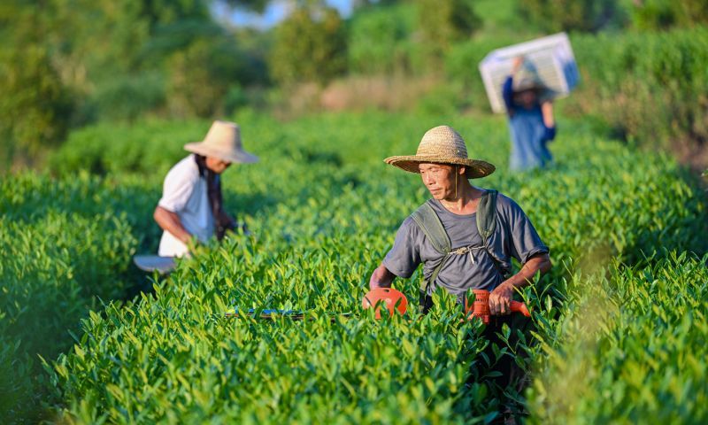 庐山市：采收夏秋茶（图）