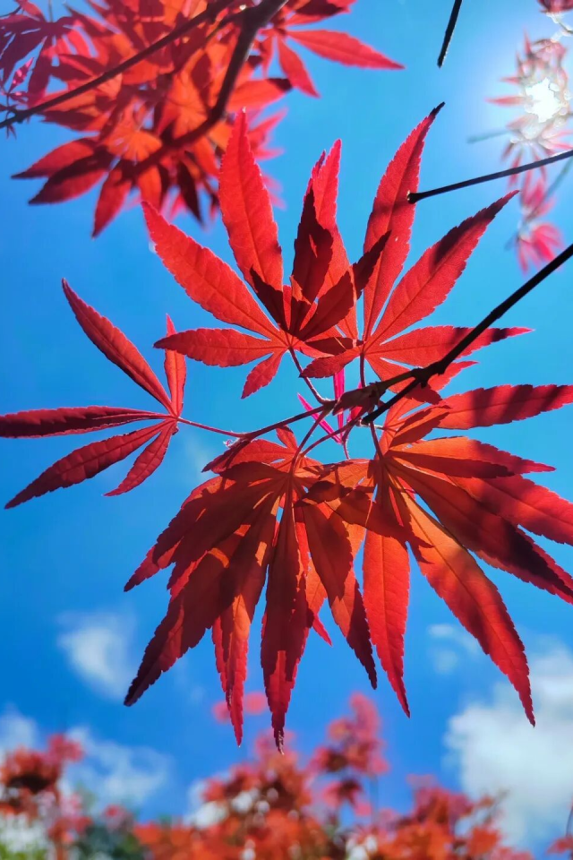 国庆假期,广州市帽峰山景区2000余株反季节红枫将进入全盛期。图源:广州白云发布