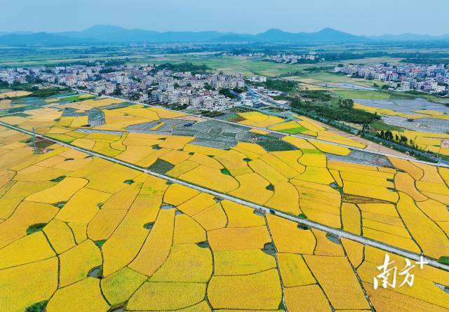 广东阳江阳西县双鱼村稻谷飘香,金黄一片。南方+ 关巧明 摄