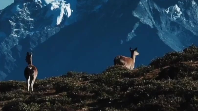 秀我中国丨雪山脚下漫步的西藏马鹿