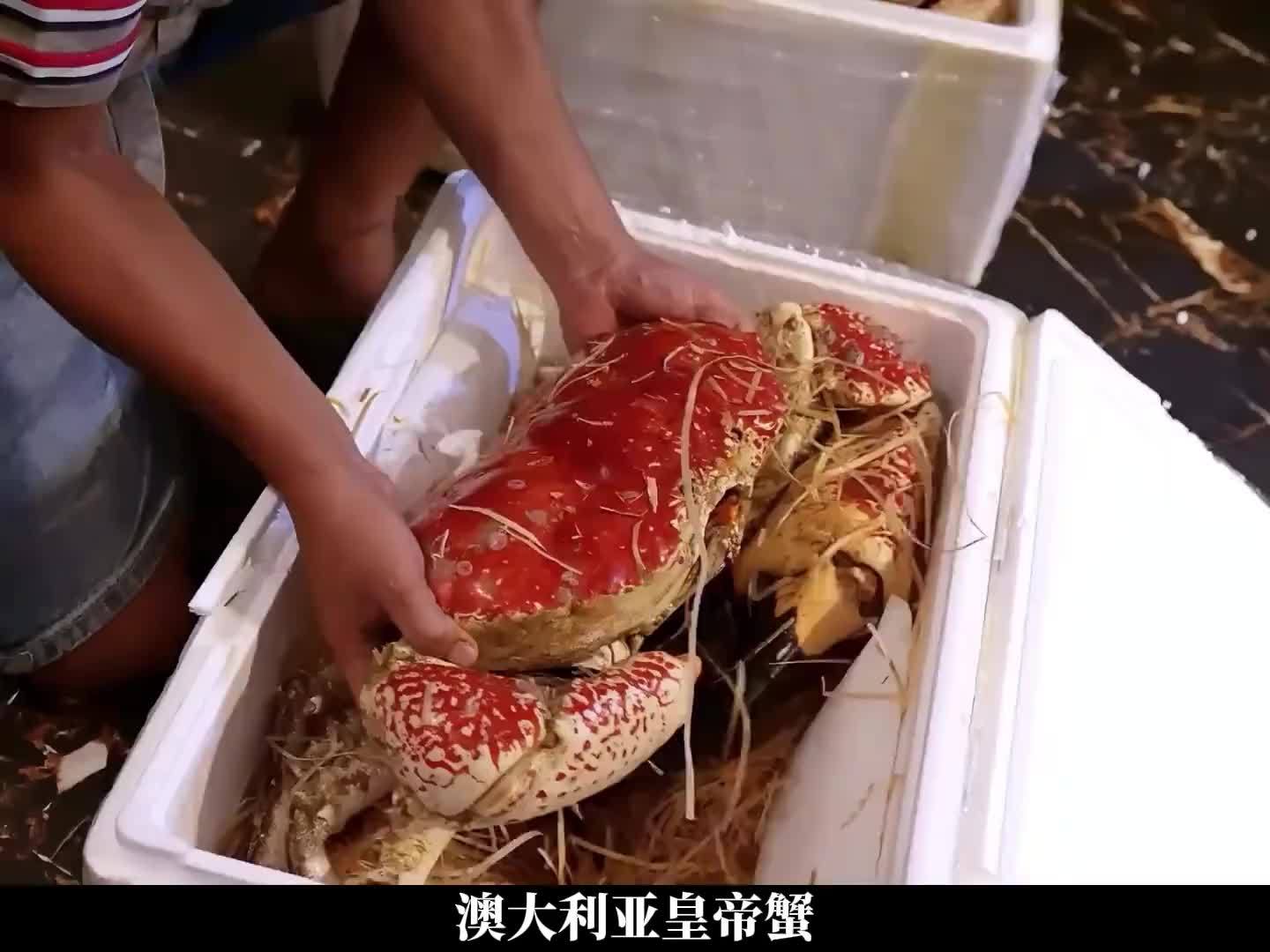 皇帝蟹，世界上最重的蟹，名副其实的蟹中之皇