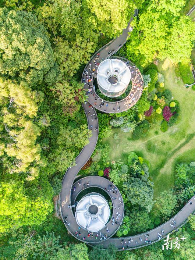 广州云萝植物园,空中俯瞰步道,宛若一双眼睛。南方+拍客 谢镇炜 摄