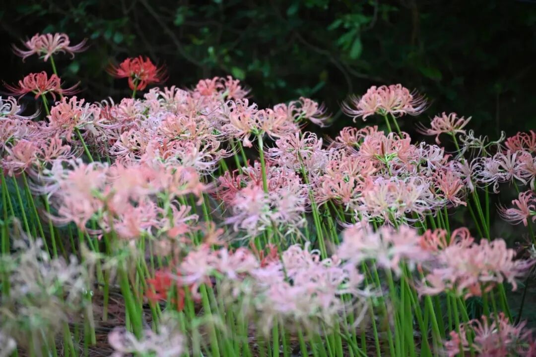 寧波的公園里????_3_圖圖拾光_來自小紅書網頁版.jpg