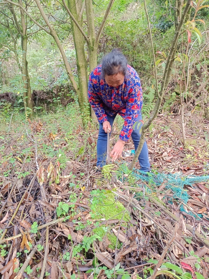 图：彭水县联合乡镇护林人员李芬（化名）正在清理枯枝