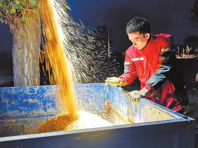 10月9日晚，在原阳县阳和街道时庄村，当地农户查看玉米收获情况。 记者 赵博 摄