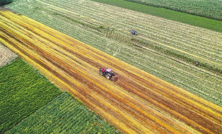 10月8日，夏邑县会亭镇郭楼村农民驾驶农机在田间作业。会亭镇农民抢抓农时忙农事，田间地头一片繁忙景象。 王高超 摄