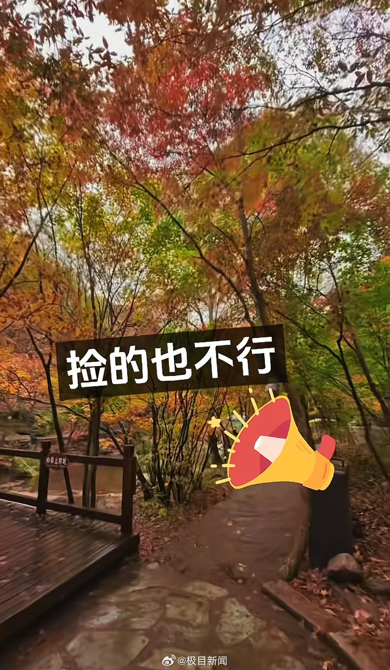 辽宁老边沟禁止游客捡枫叶？景区回应