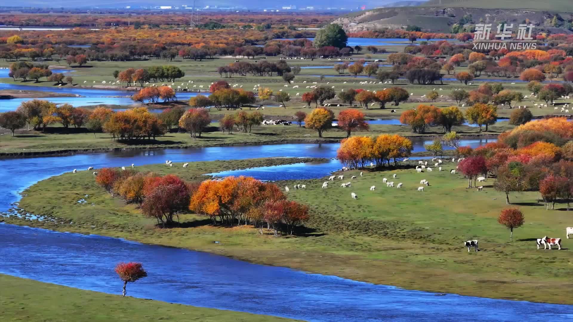 千城胜景｜海拉尔秋染山河