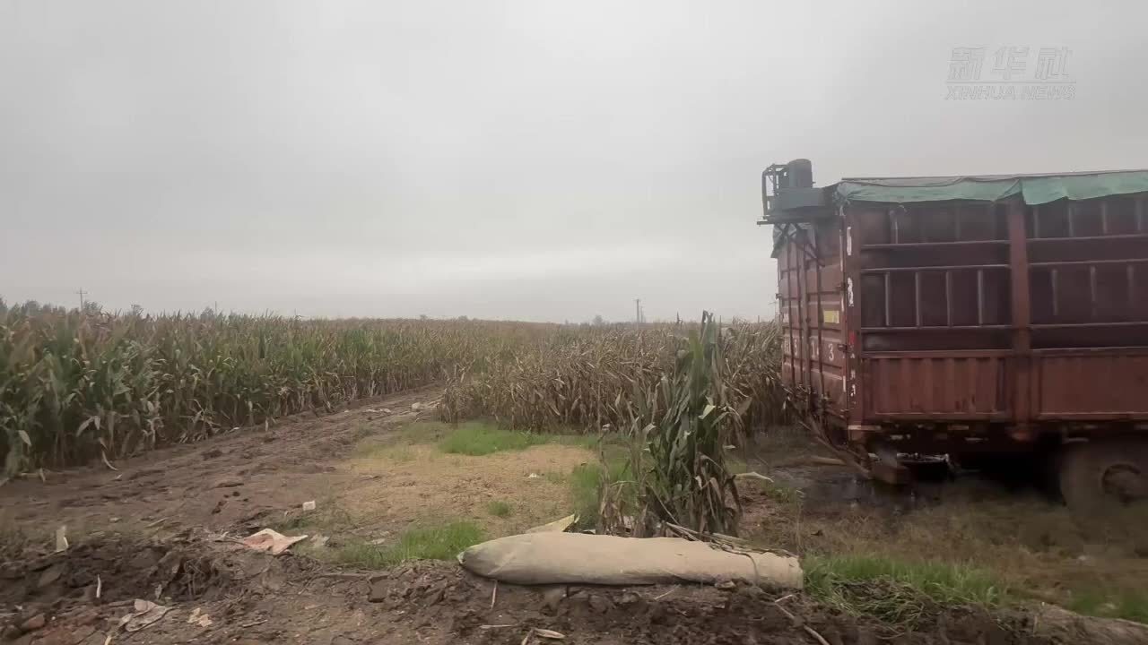 山东曹县：与阴雨天气赛跑 多措并举抢收玉米