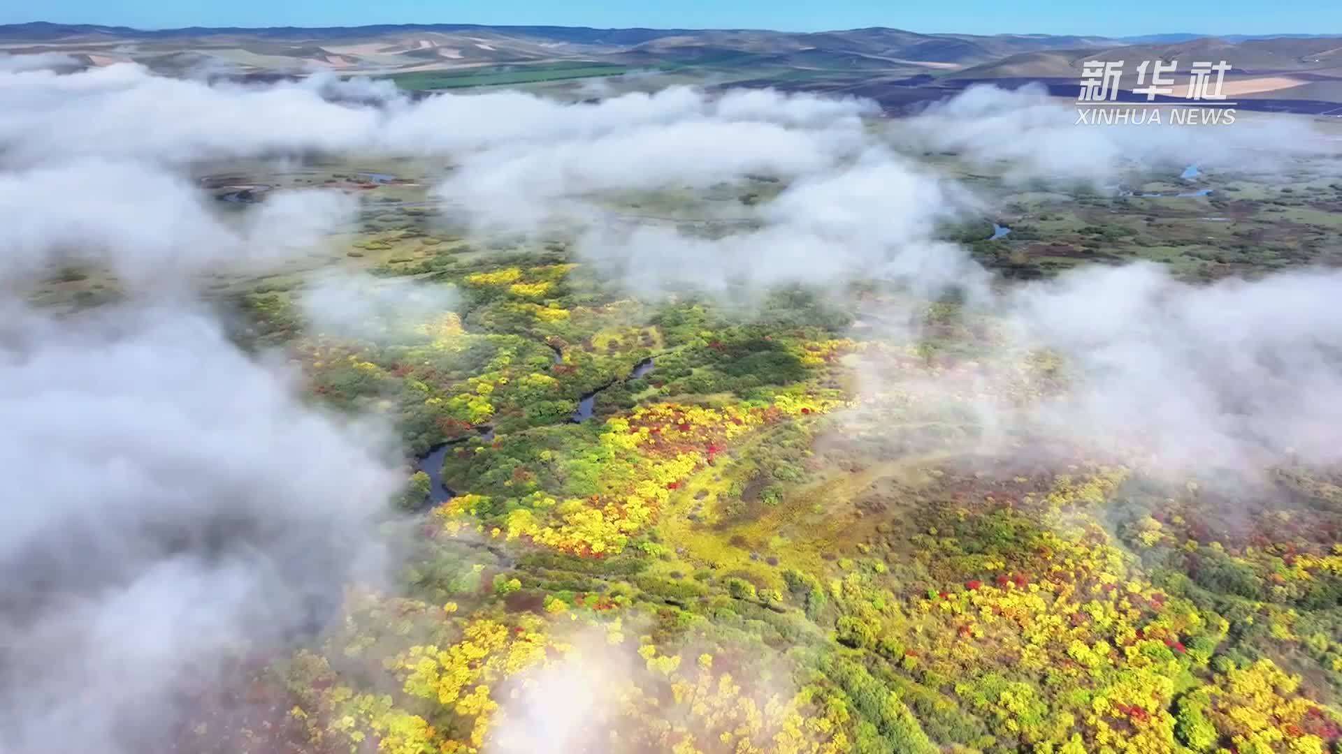 额济纳胡杨林美景如画