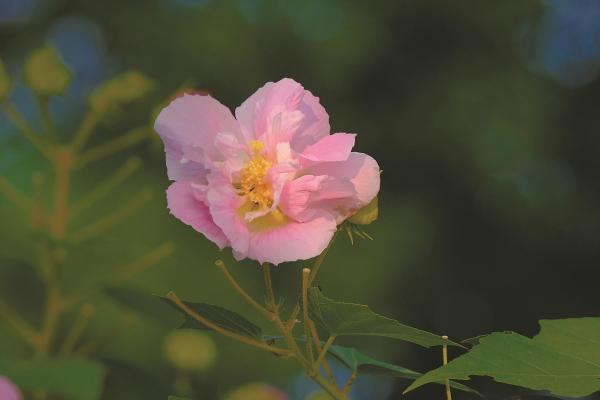 木芙蓉