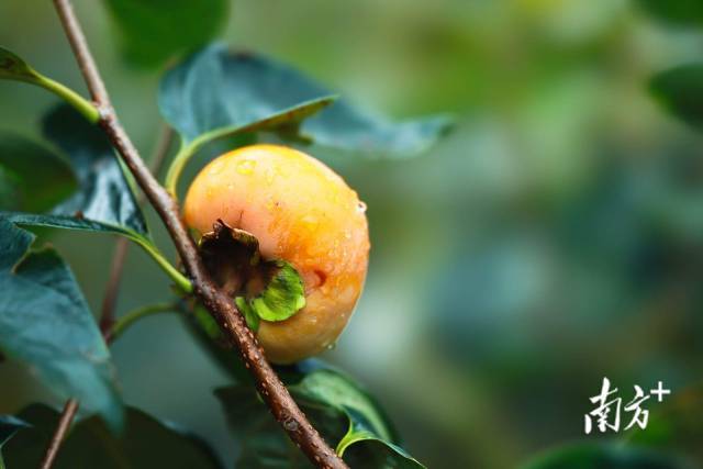 寒露是寒意更盛的露水,快要凝结为霜。南方+ 区洁莹