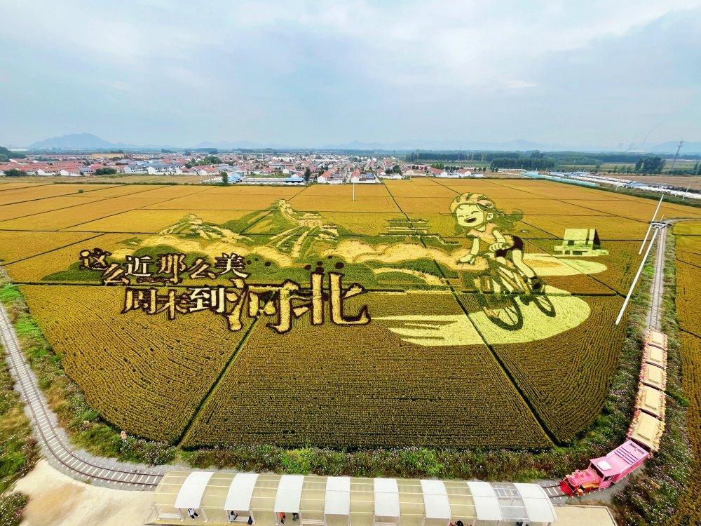 10月3日，载着游客的小火车穿梭在遵化市山里各庄村稻田中。河北日报记者 师源 摄