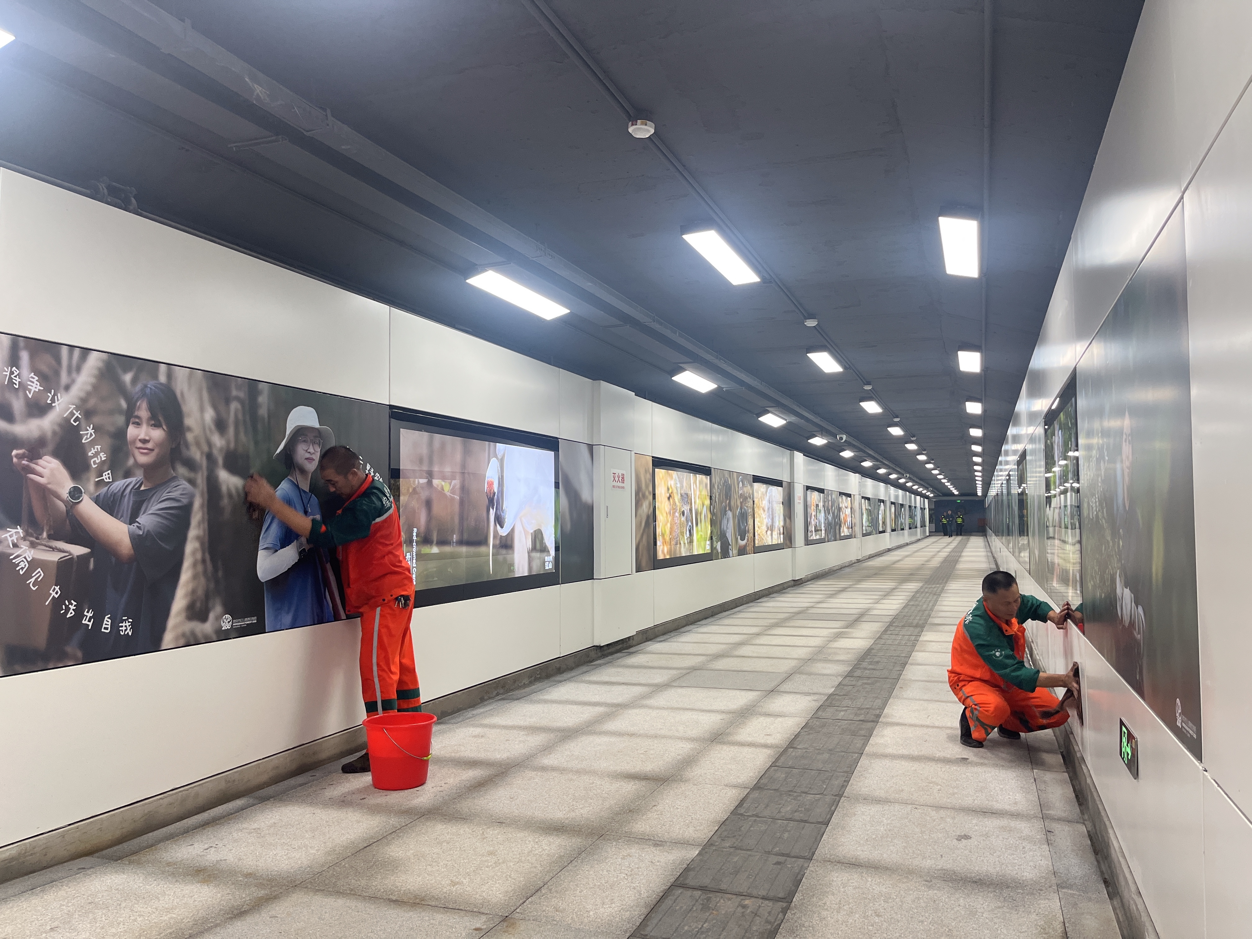 百万游客背后的暖心保障:南京环玄武湖区域双节服务不断档