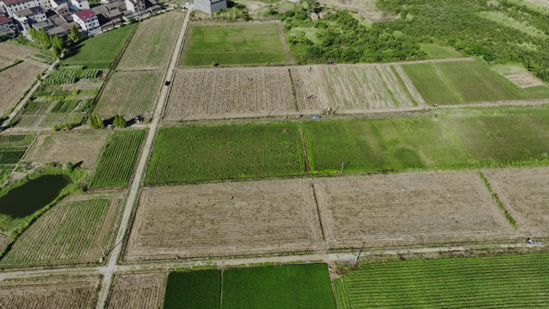 鲈鱼住上“净化房”、紫薯变身“摇钱树” 崇仁县让村民腰包更鼓