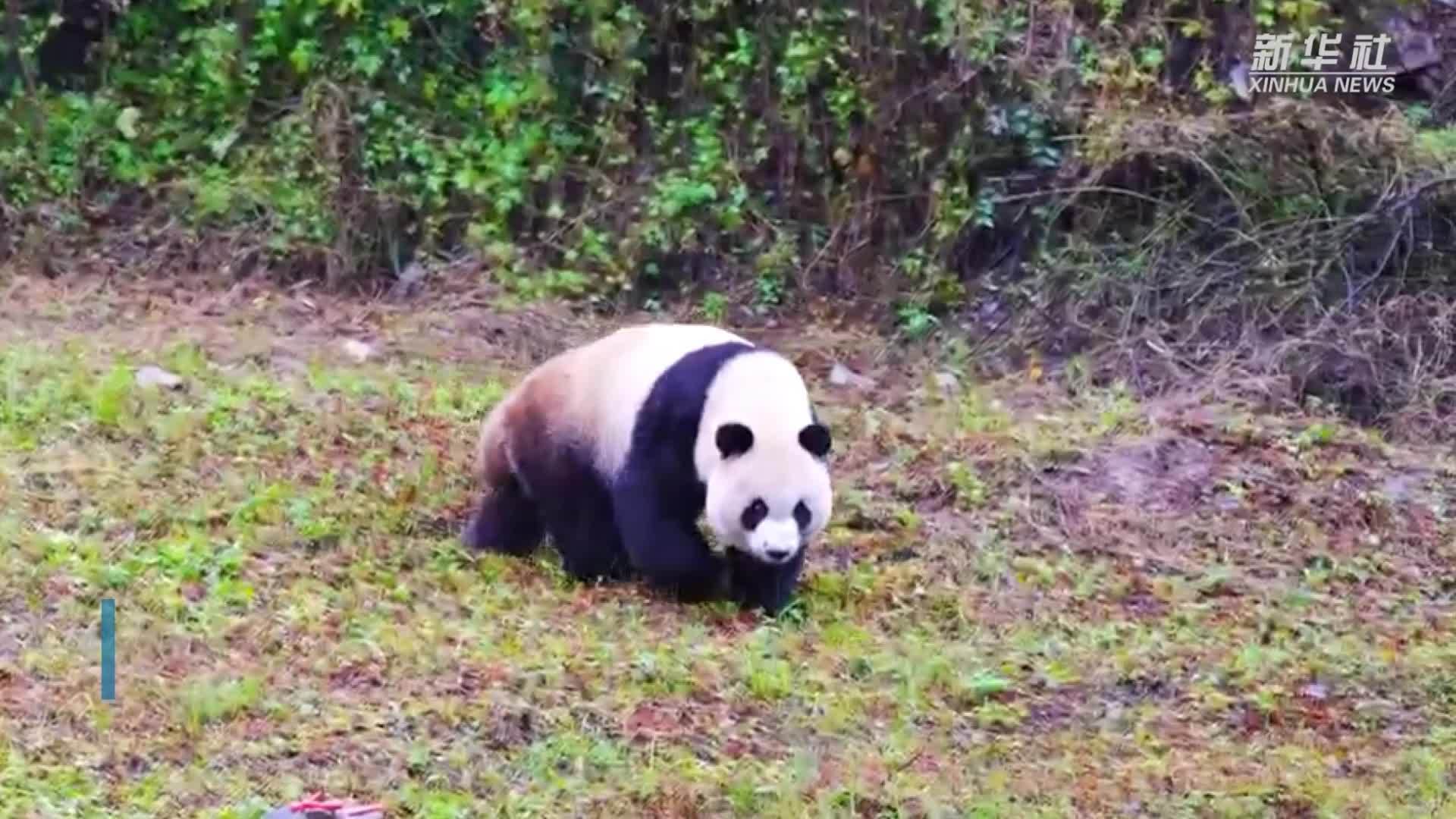 仪式感拉满 大熊猫“秦华”迎来五岁生日