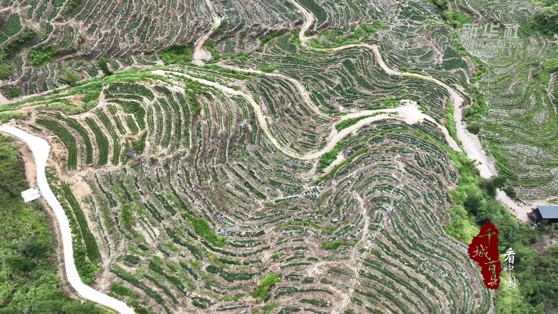 千城百县看中国｜福建寿宁：“椒”出丰收答卷