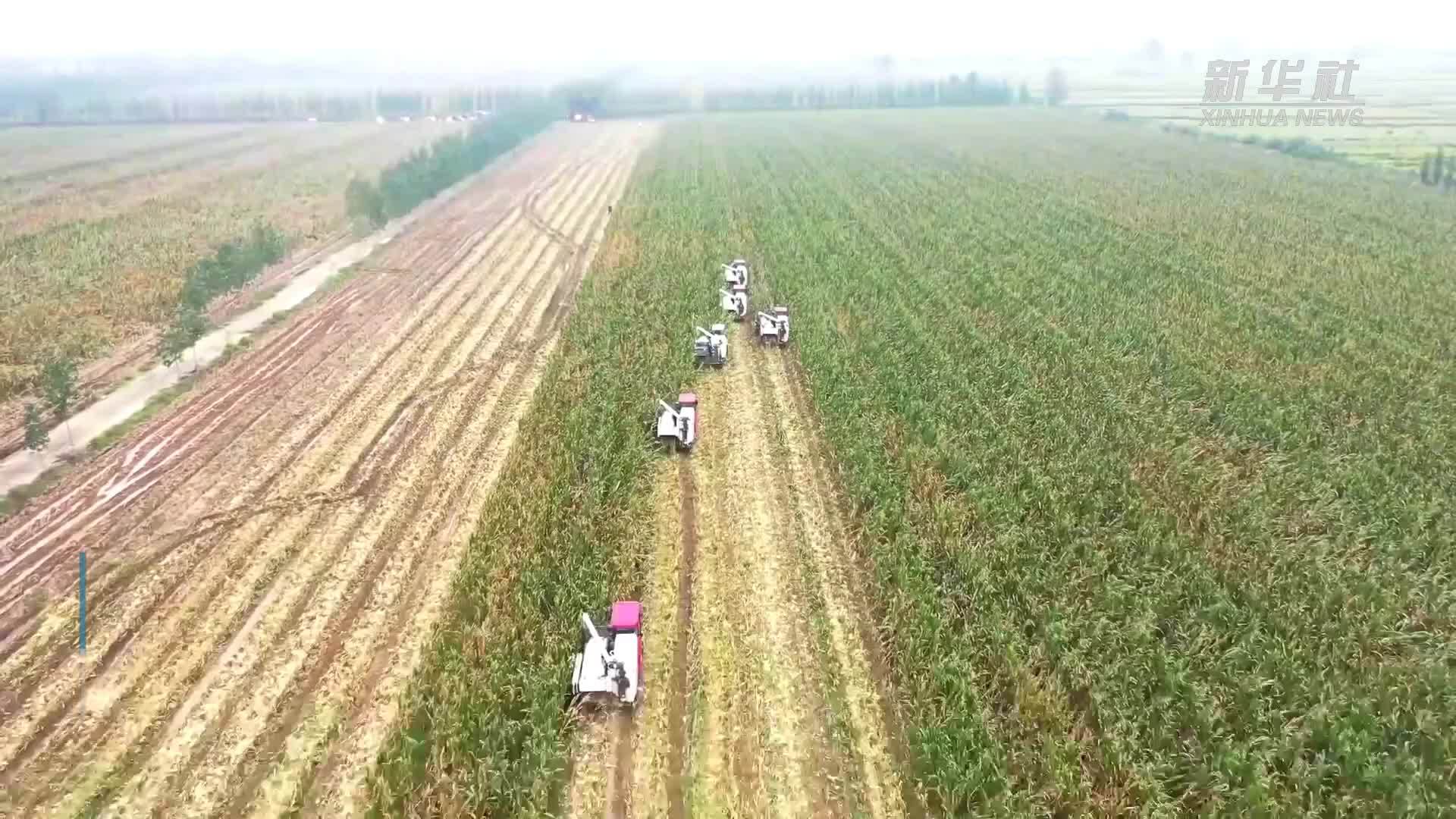 山东郯城：科学调配农机抢收玉米