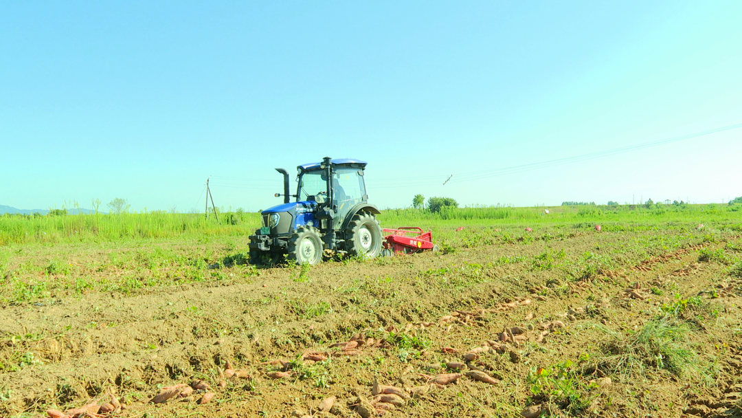 鲈鱼住上“净化房”、紫薯变身“摇钱树” 崇仁县让村民腰包更鼓