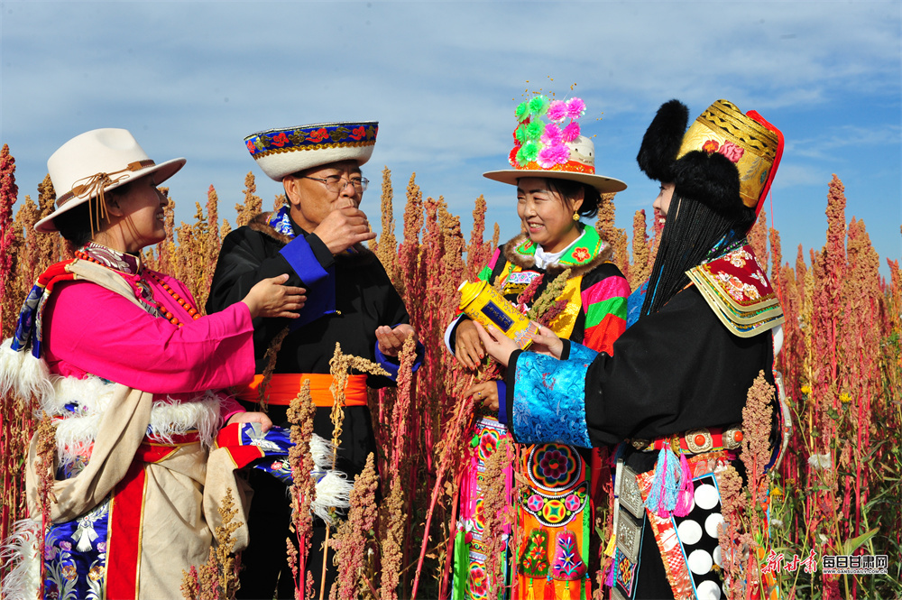 祁连山东端的秋风里，中秋的月光已悄悄为“中国高原藜麦之都”镀上银辉。天祝县的松山草原上，10万亩藜麦以最绚烂的姿态铺展，红的热烈、紫的深沉、黄的明亮，把国庆与中秋的喜庆揉进了丰收的肌理。新甘肃·每日甘肃网通讯员　王守辉　摄影报道