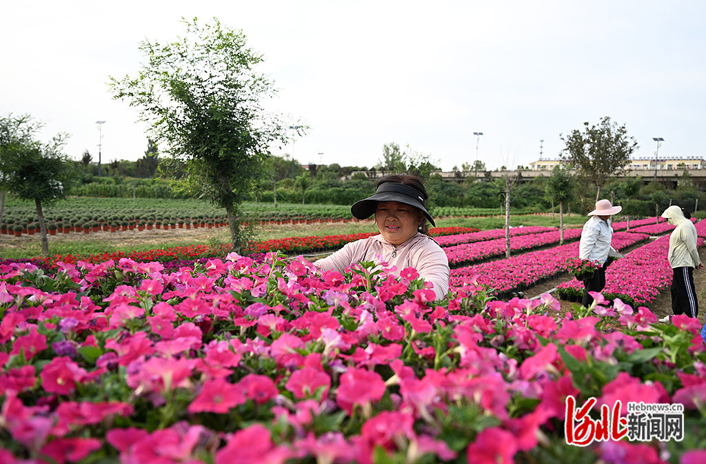 9月20日，在邢台市南和区鑫茂花卉苗木场，花农将鲜花装车，供应市场。