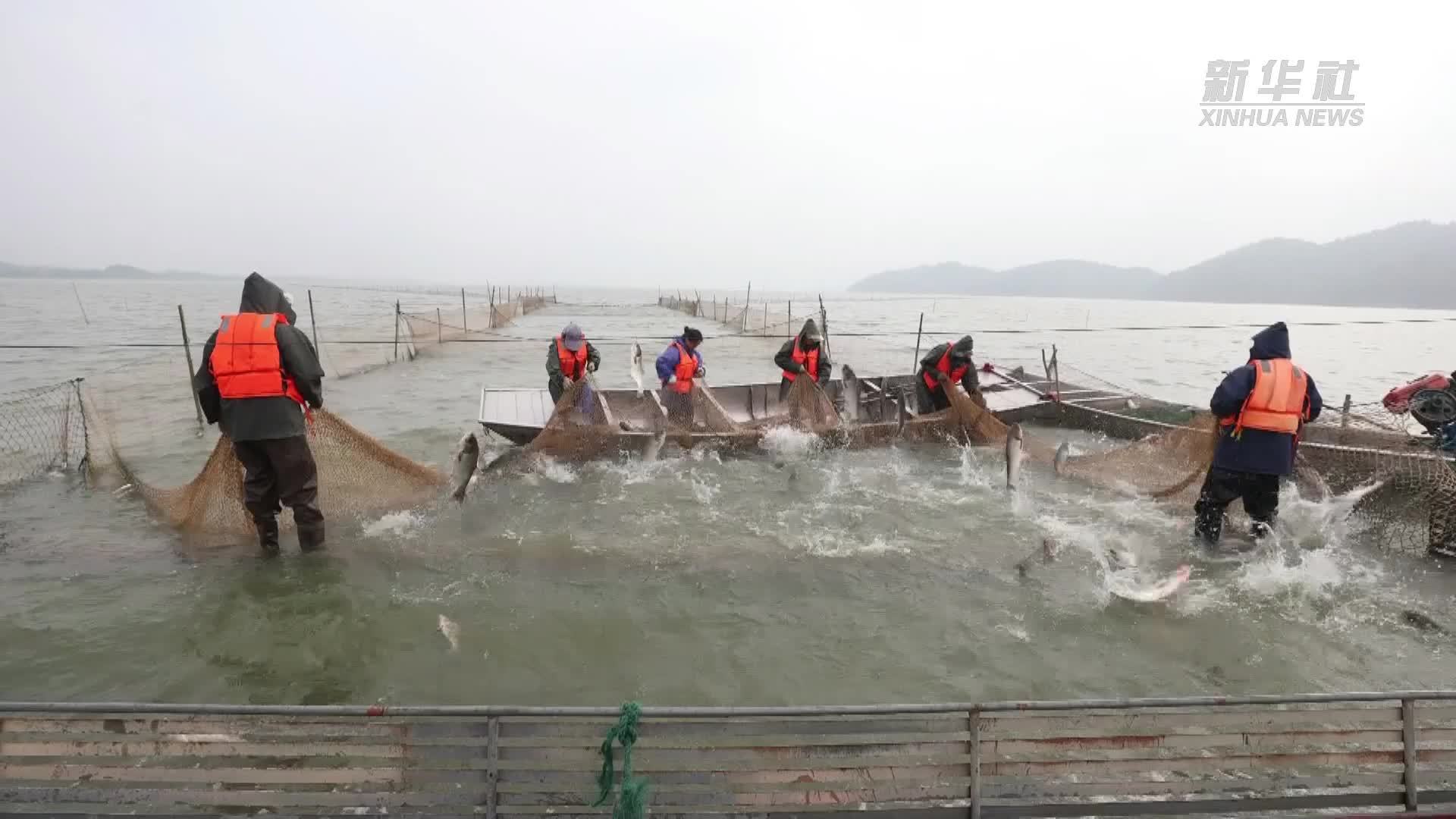 江西湖口：守护绿水青山 乐见鱼跃人欢