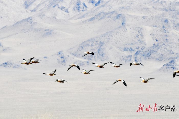 盐池湾国际重要湿地赤麻鸭翻飞