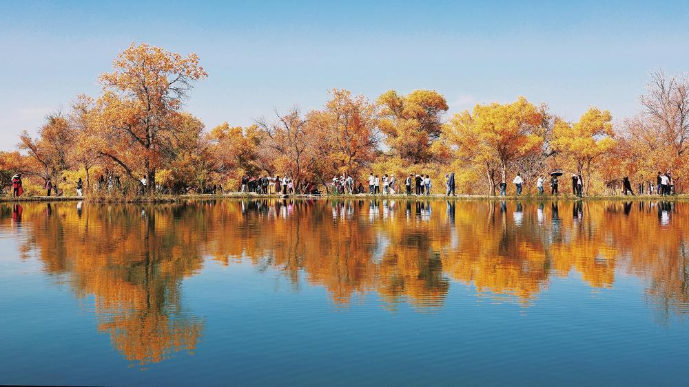 10月，金塔沙漠胡杨林景区进入最佳观赏期，金黄色的胡杨宛如一幅浓墨重彩的油画，吸引了全国各地的游客慕名而来。新甘肃·甘肃经济日报通讯员　曹红祖　杨玲　摄