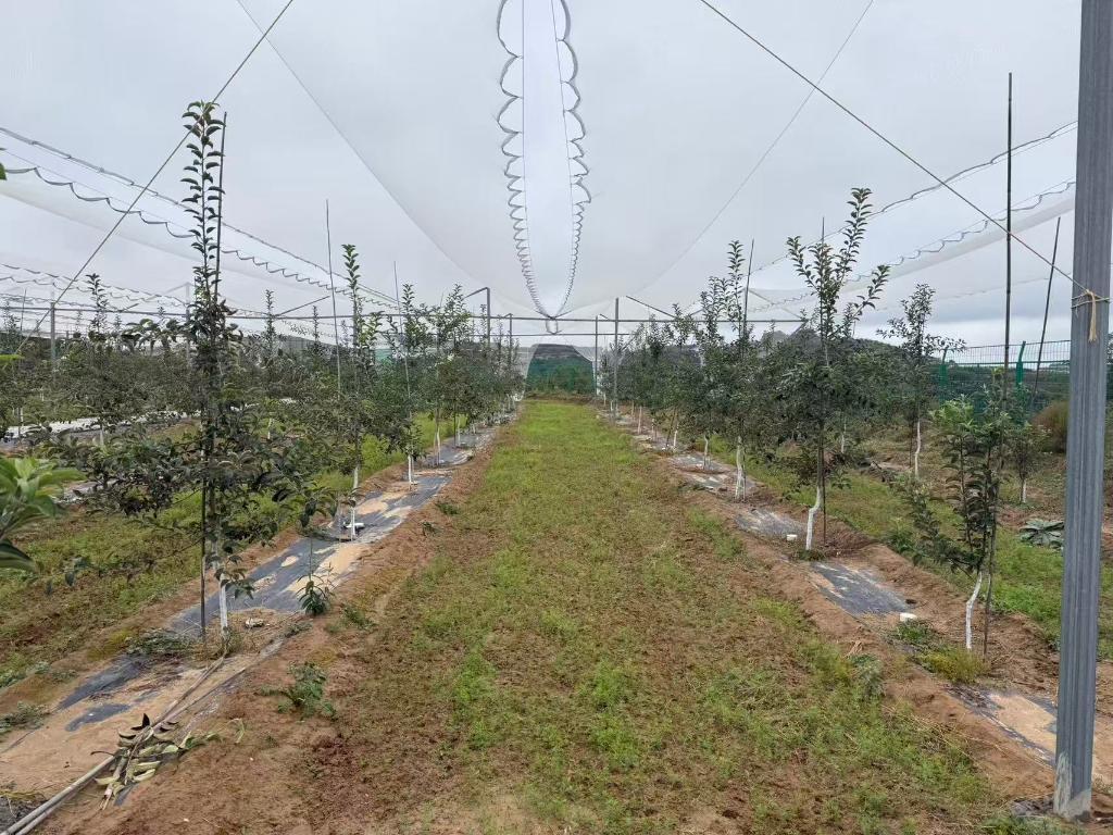 圖為陜西省延安市寶塔區柳林鎮一完成品種改良、采用國產自根砧種植的現代化蘋果園。新華社記者劉彤 攝