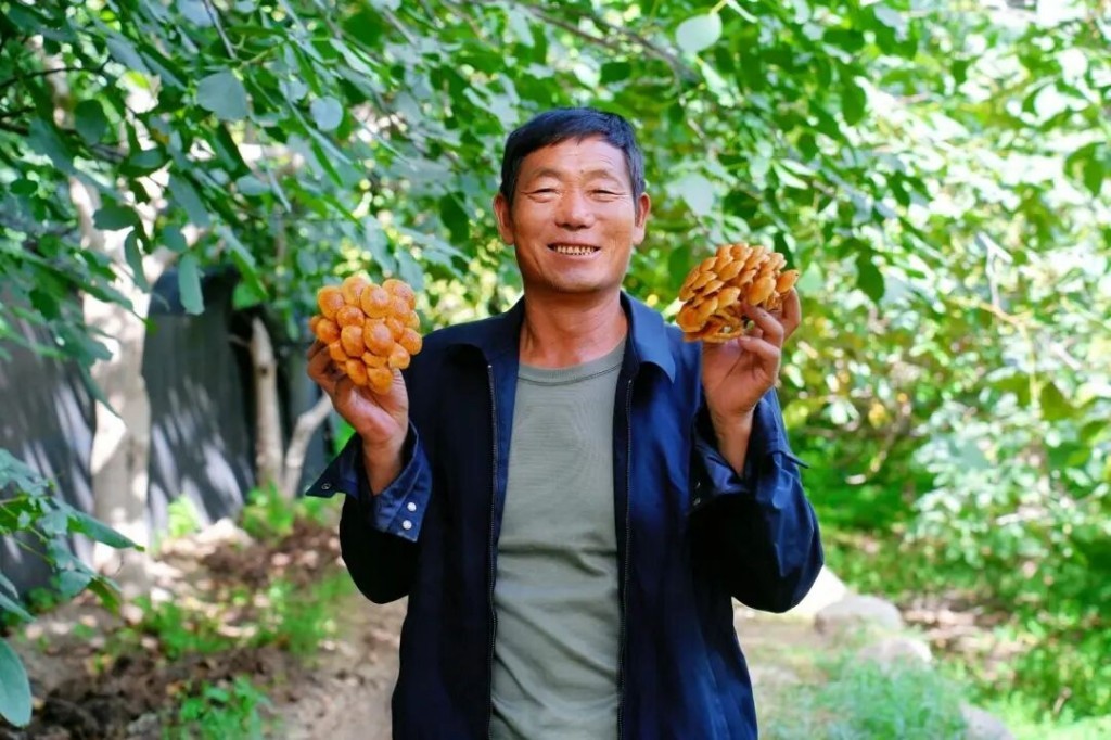 食用菌丰收