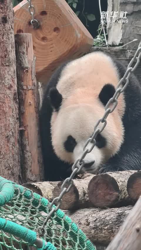 大熊猫“吉年”“福将”在京亮相庆中秋