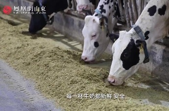 凤凰视频丨无畏风雨力保青贮归仓 得益乳业一线奋战守护奶牛好粮