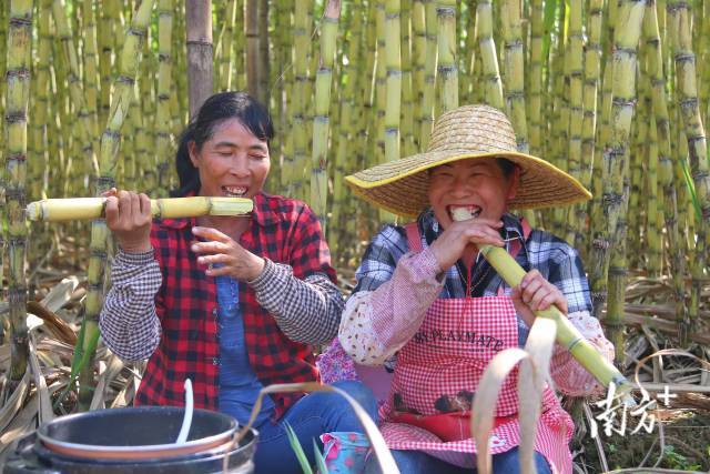 广东清远英德市横石水镇出产的甘蔗清甜多汁,深受市场的喜爱。南方+ 陈咏怀摄